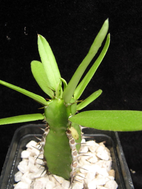 Euphorbia persistentifolia 