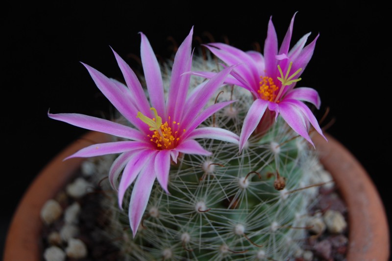 Mammillaria boolii 