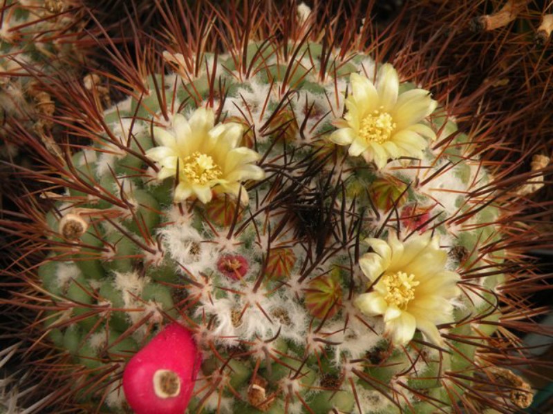 Mammillaria petrophila LAU 52