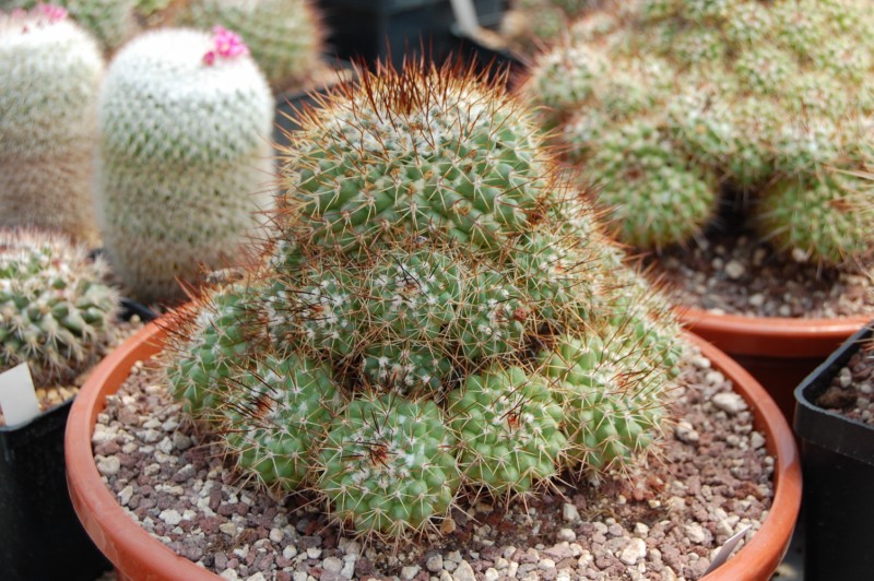 Mammillaria petrophila LAU 52