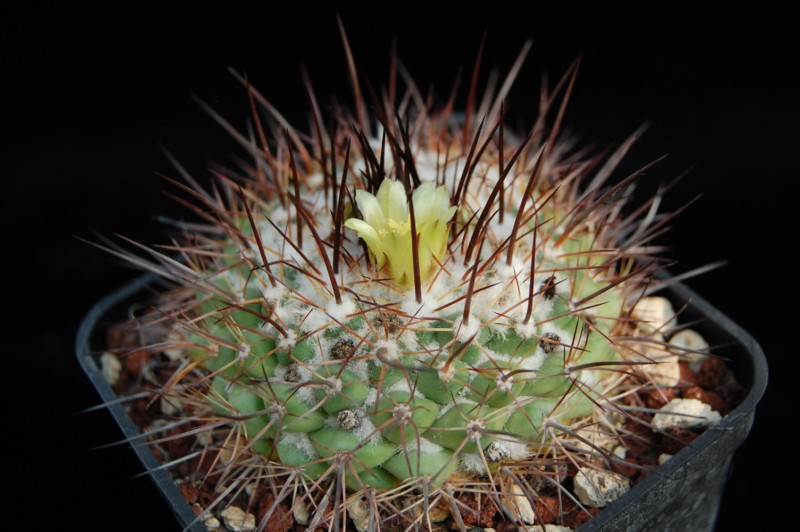 Mammillaria petrophila LAU 52