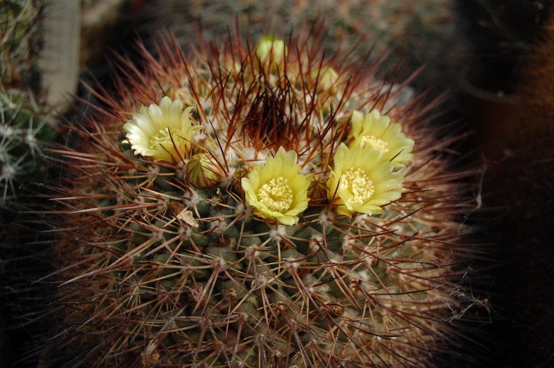 Mammillaria petrophila 