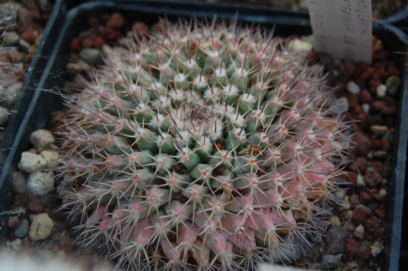 Mammillaria petrophila ssp. baxteriana SB 1255