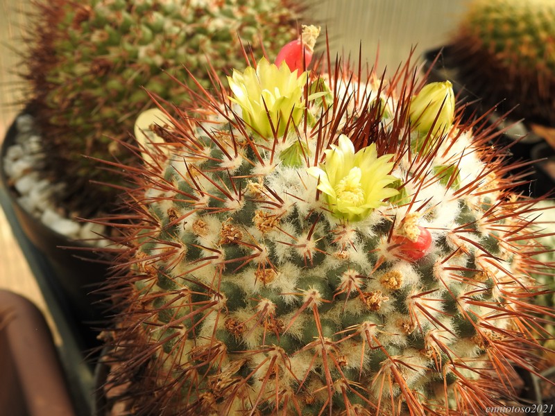 Mammillaria petrophila Lau 052