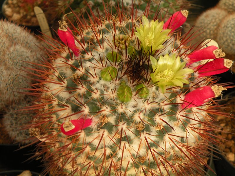 Mammillaria petrophila LAU 52