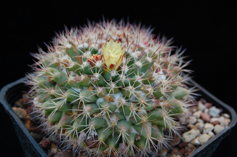 Mammillaria petrophila ssp. baxteriana 