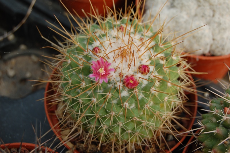 Mammillaria apozolensis 