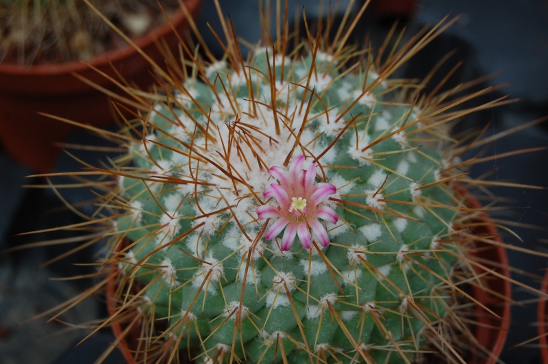 Mammillaria apozolensis 