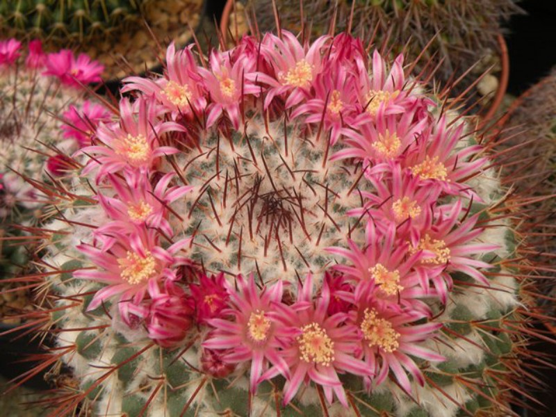 Mammillaria petterssonii 