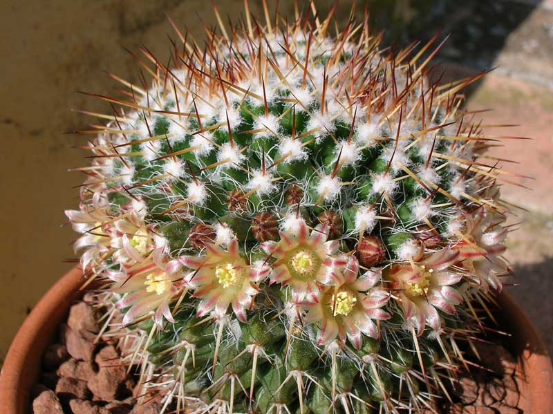 Mammillaria  