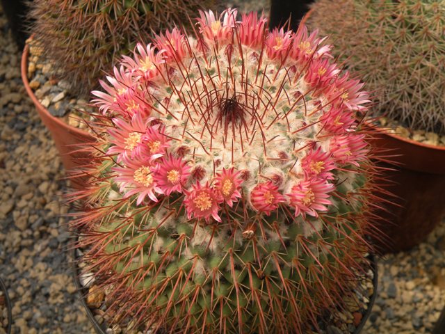 Mammillaria petterssonii 