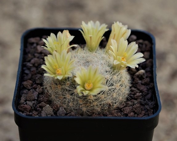 mammillaria candida