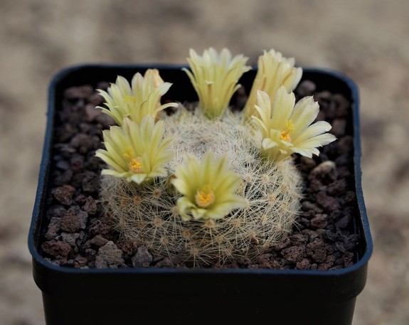 Mammillaria candida PH 861.01