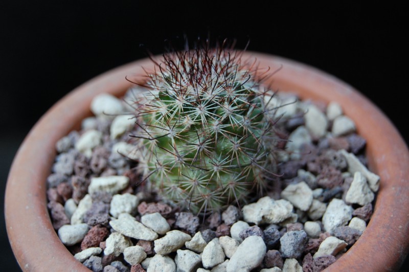 Mammillaria dioica PH 286.01