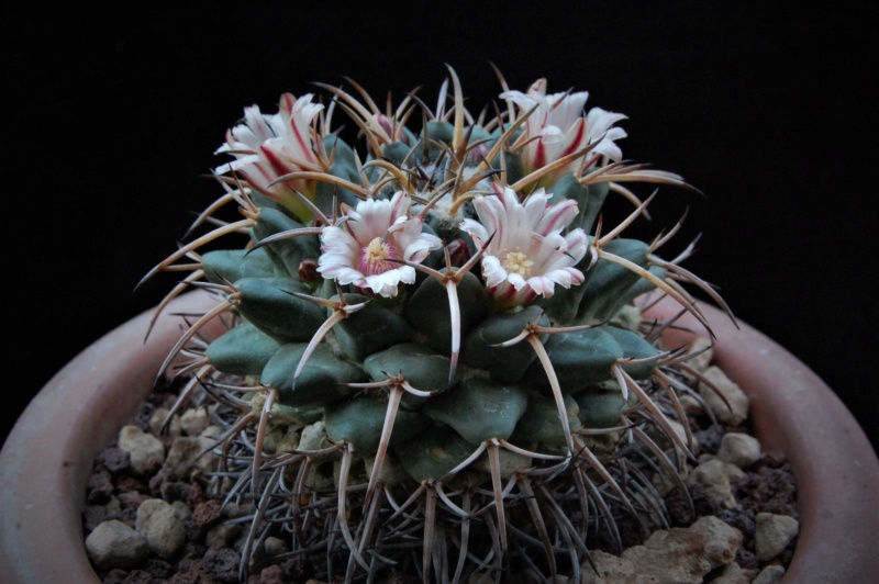 Mammillaria magnimamma PH 403.01