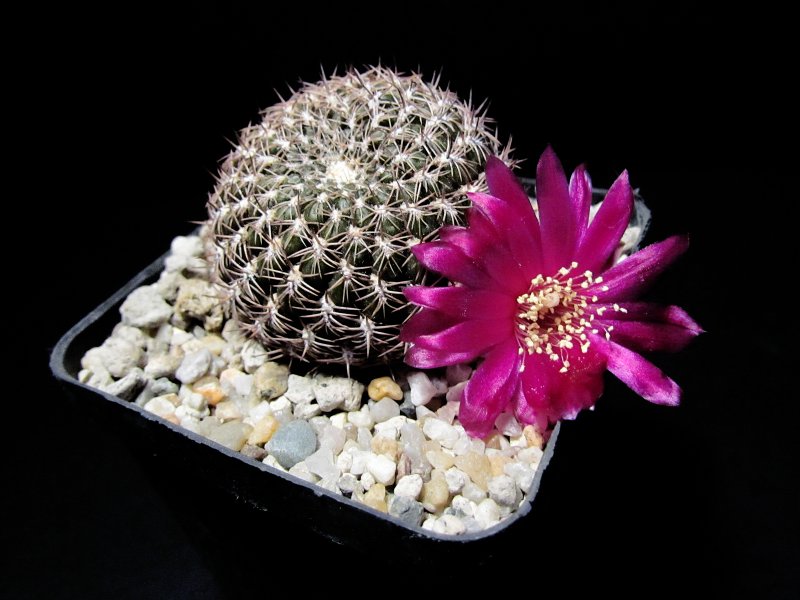 sulcorebutia purpurea v. unguispina