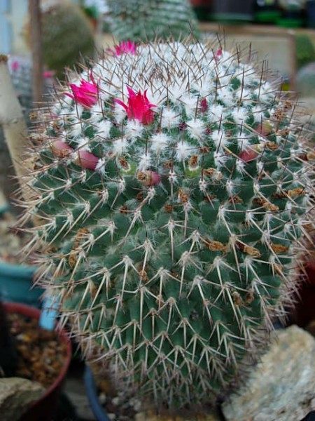 Mammillaria phaeacantha FO 58