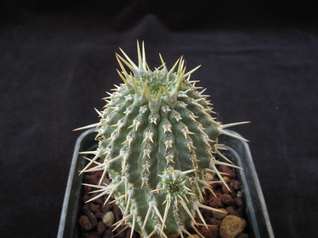 Euphorbia phillipsioides 