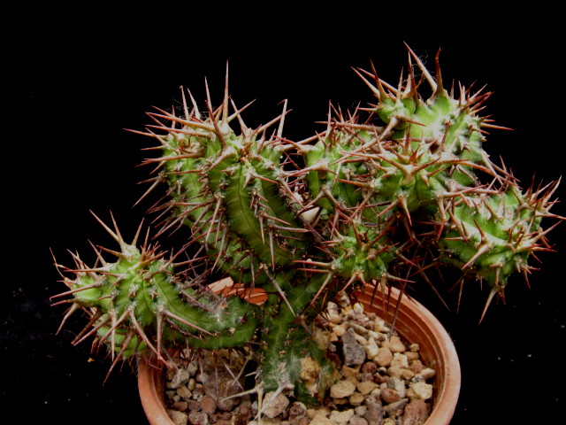 Euphorbia phillipsiae 
