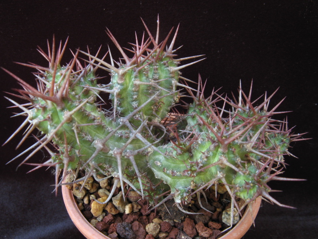 Euphorbia phillipsiae 