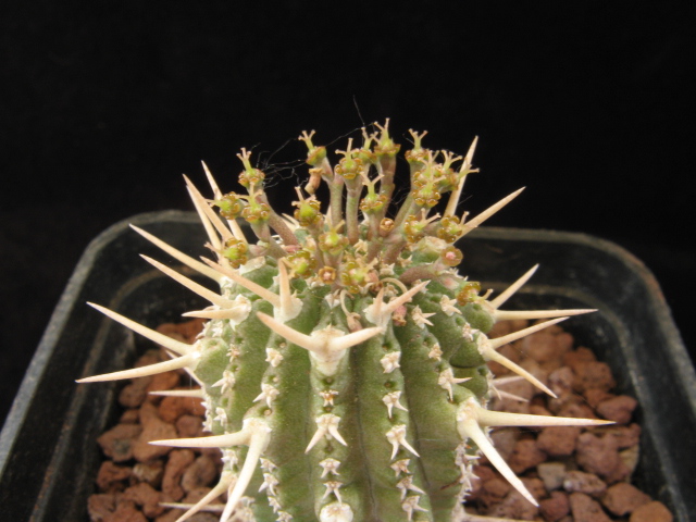 Euphorbia phillipsioides 