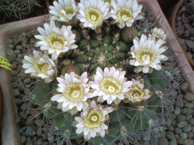 Gymnocalycium saglionis 