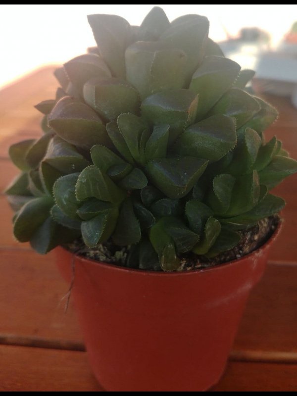 Haworthia  