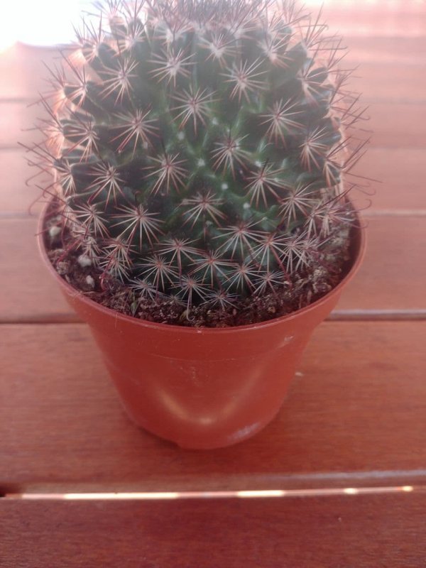 Mammillaria  