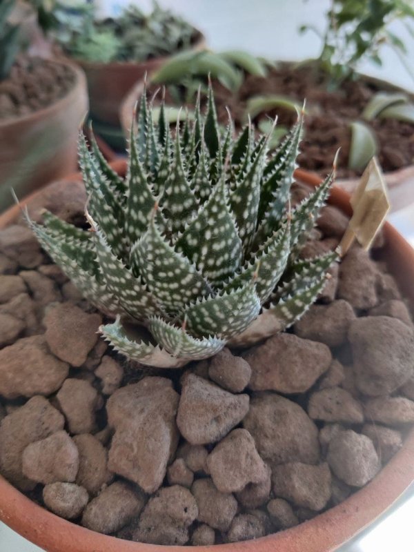 Aloe aristata 