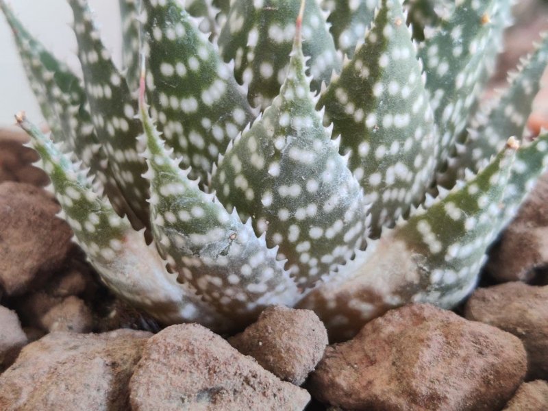 Aloe aristata 