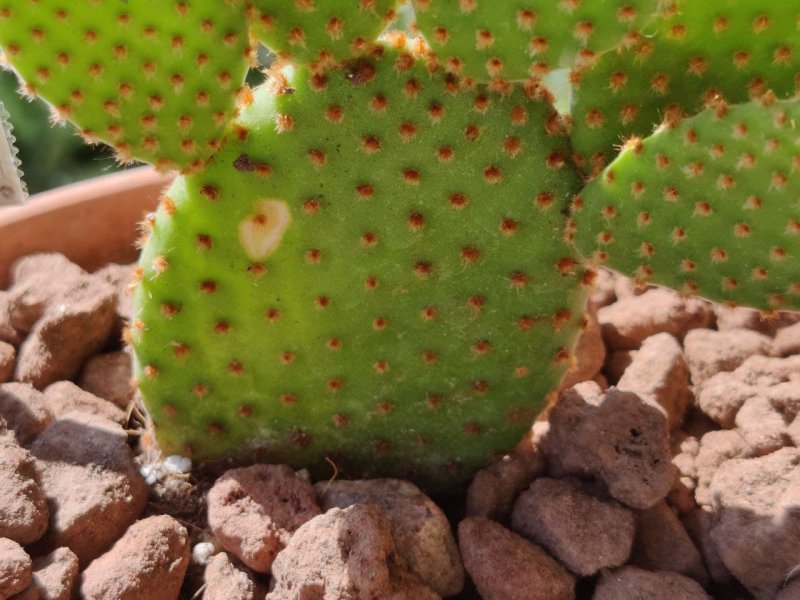 Opuntia microdasys 