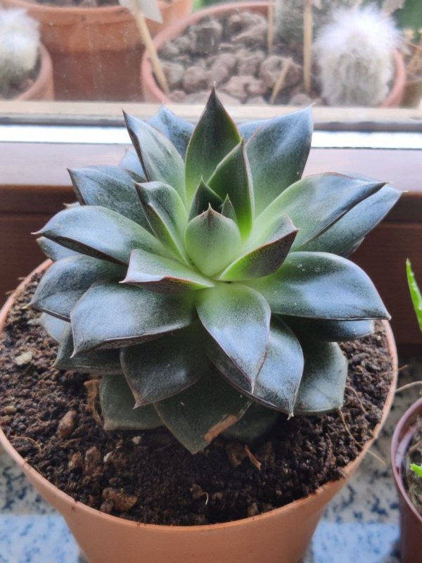 Echeveria  