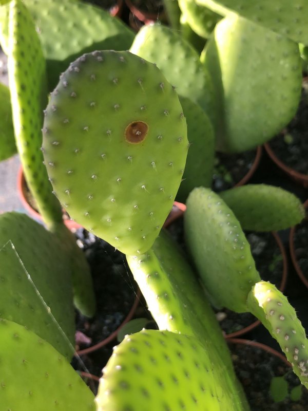 Opuntia inamoena 