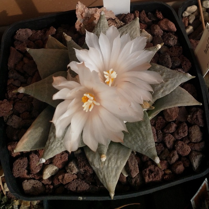 Ariocarpus retusus SB68