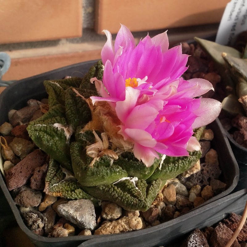 Ariocarpus fissuratus v. hintonii 