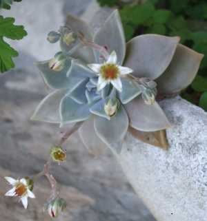 Graptopetalum paraguayense 