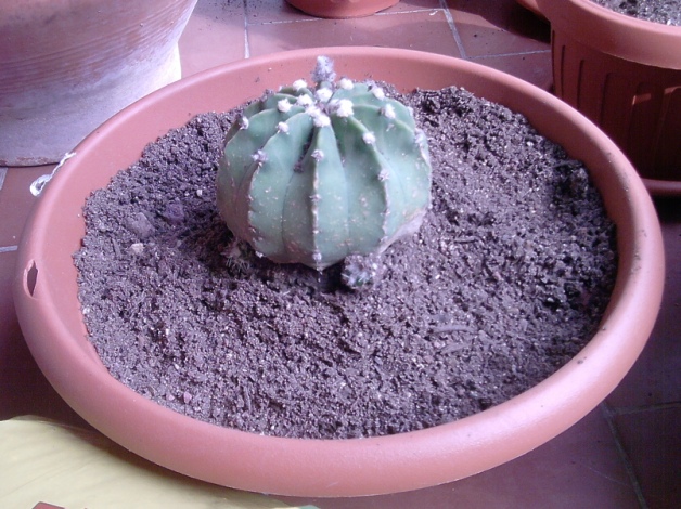  Echinopsis subdenudatum 