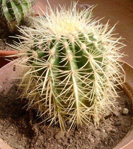  Echinocactus grusonii 