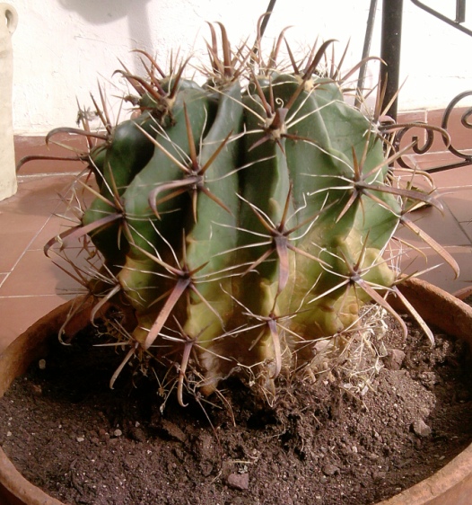  Ferocactus wislizeni ssp herrerae 