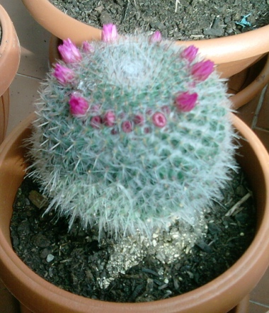  Mammillaria hahniana 