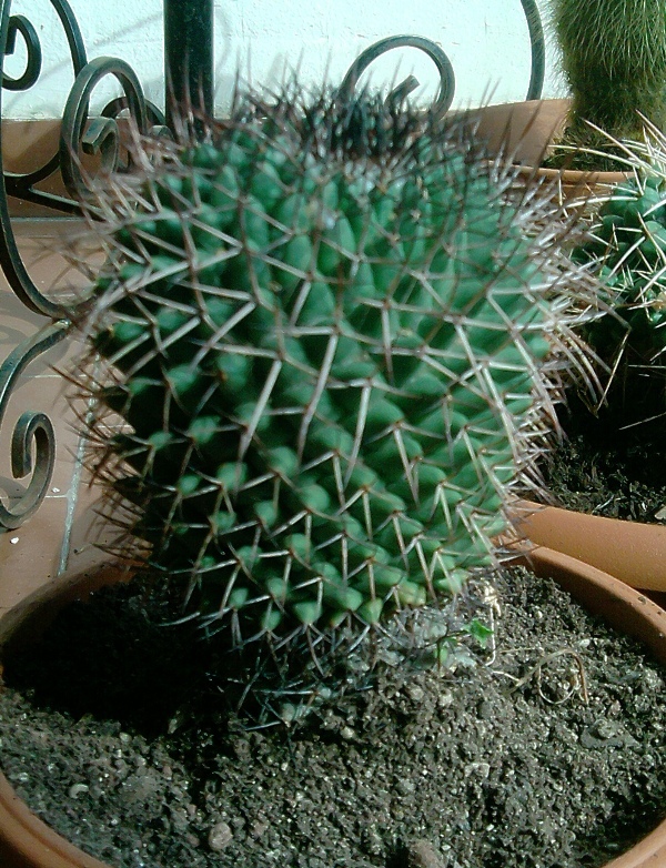  mammillaria polythele 