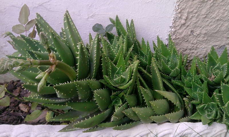  Aloe mitriformis 