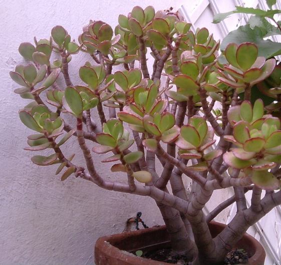  Crassula ovata (sinonimo Crassula portulacea) 