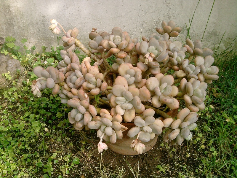  Pachyphytum oviferum 