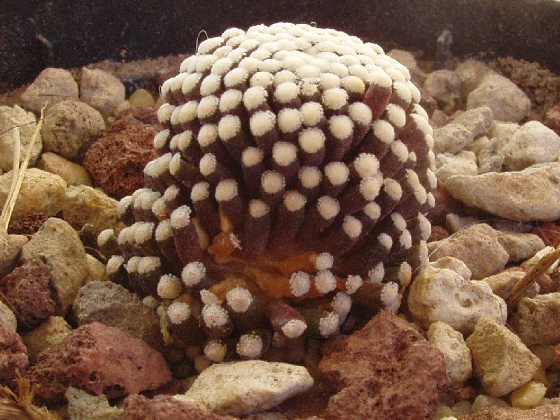mammillaria luethy  