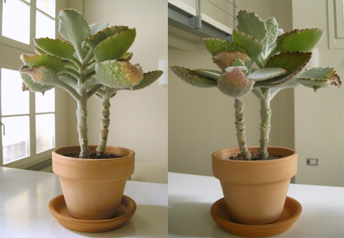 Kalanchoe beharensis cv. fang 