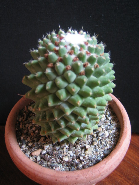 Mammillaria  