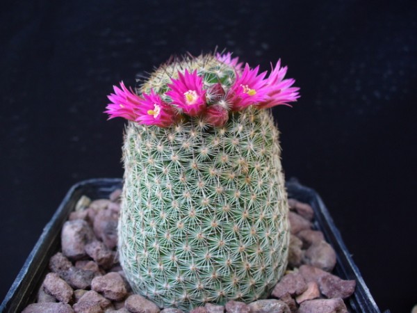 Mammillaria matudae 