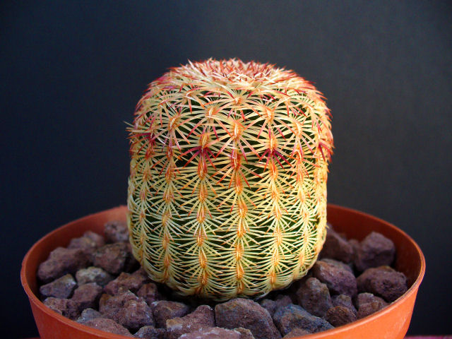 Echinocereus  rigidissimus LZ28