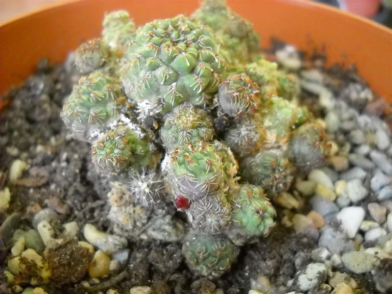 Sulcorebutia pasopayana 